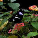 Great eggfly  (Common eggfly)