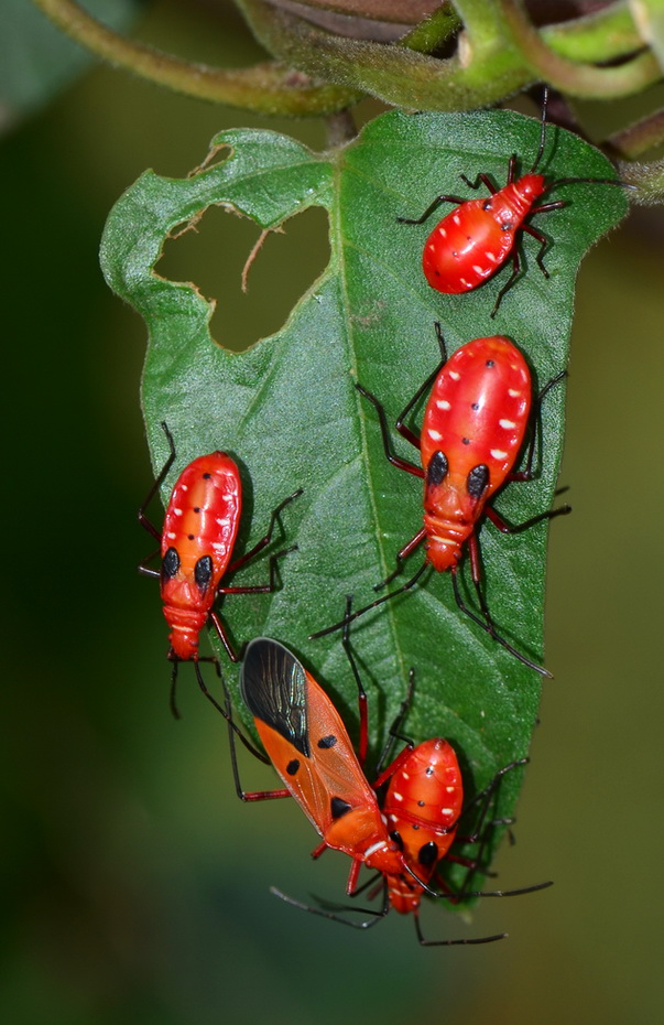 Cotton Stainers -Adult and Nymphs