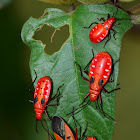 Cotton Stainers -Adult and Nymphs