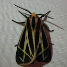 Harnessed Tiger Moth