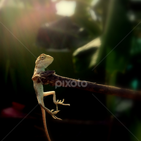 Lizard by Kalai Vanan - Animals Reptiles