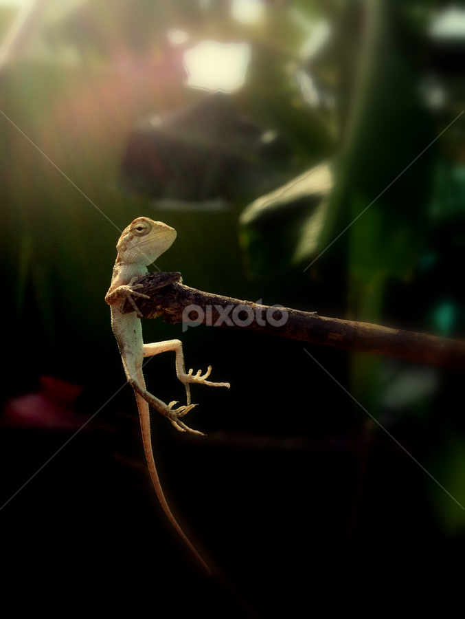 Lizard by Kalai Vanan - Animals Reptiles