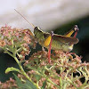 Spur-throated Grasshoppers