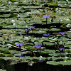 Water Lily