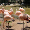 Flamingos or Flamingoes