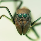 Female Ant-mimicking Jumping Spider