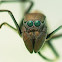 Female Ant-mimicking Jumping Spider