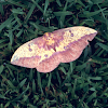 Imperial Moth