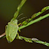 Southern green stink bug