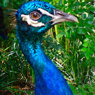 indian peafowl