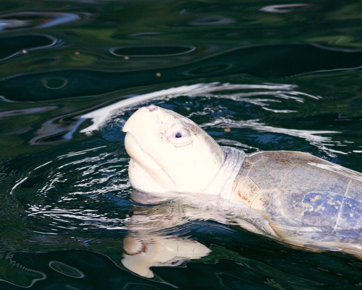 Kemp's Ridley Sea Turtle