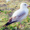 Ring-billed Gull (2nd prealternate molt)
