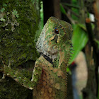 Kuhl's Angle-headed Lizard