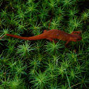 Red Eft (Eastern Red-spotted Newt)