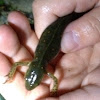 Eastern newt