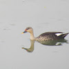 Spot-billed Duck (male)