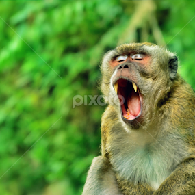 monkey feel sleepy by Chusni Hidayad - Animals Other Mammals