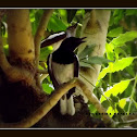 Oriental Magpie Robin