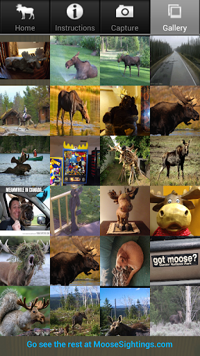 Moose Sightings