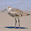 Willet