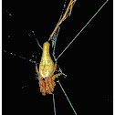 Trashline Spider