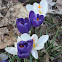 Spring Crocus