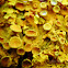Orange wall lichen, Złotorost ścienny