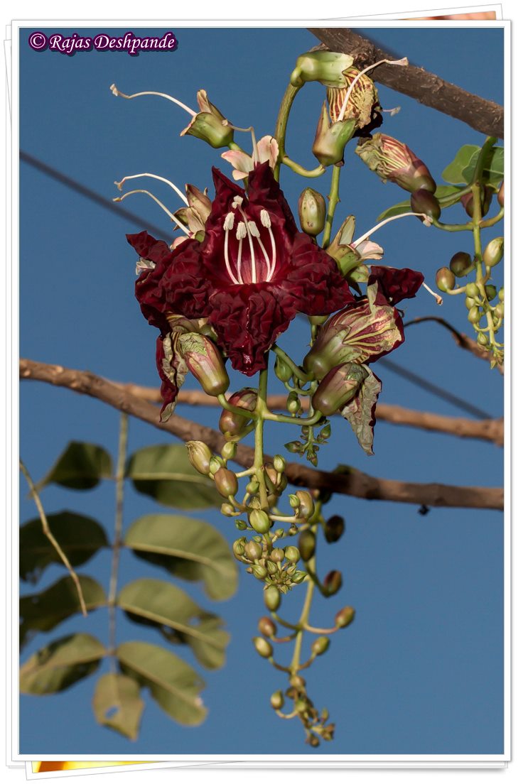 Flower of Sausage tree