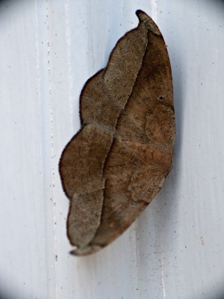 Juniper-twig geometer moth