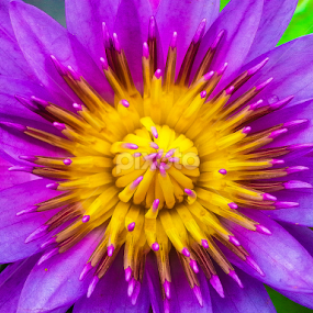 Lily by Kelvin Po - Flowers Single Flower