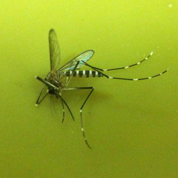 Asian Tiger Mosquito | Project Noah