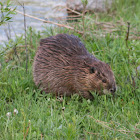 North American Beaver