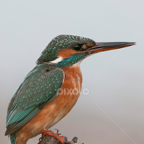 KingFisher by Claudio Massanelli - Animals Birds