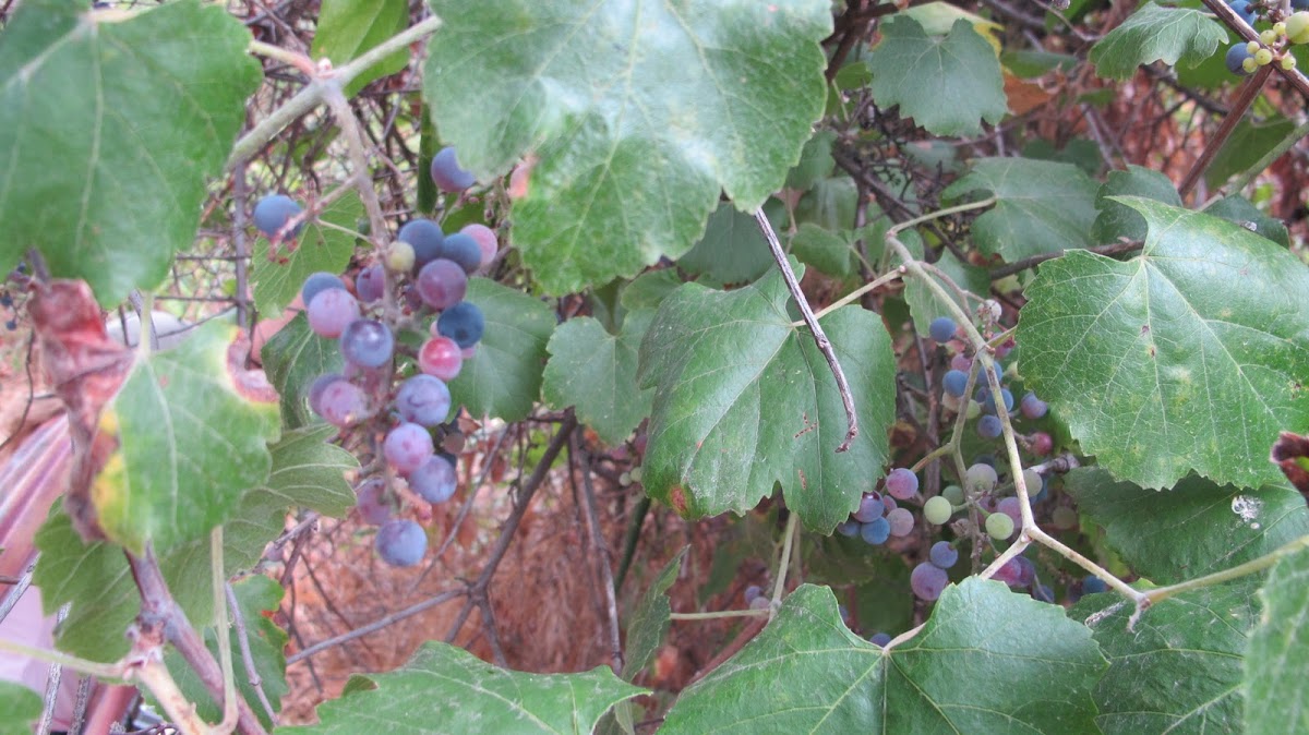 California Wild Grape