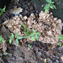 maitake, hen of the woods mushroom