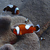 Saddleback clownfish