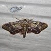 Notch-winged Wave Moth