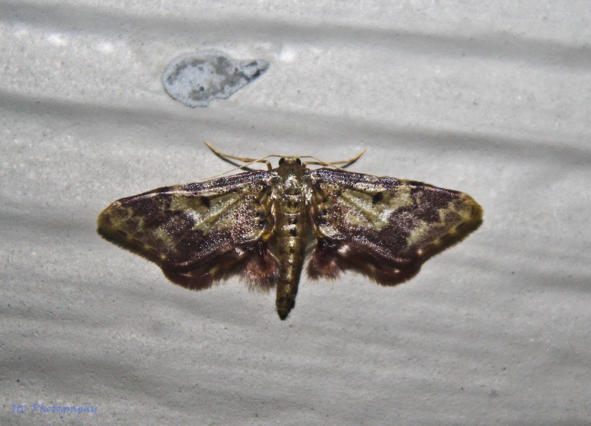 Notch-winged Wave Moth