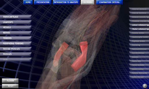 Anatomy Knee Screen 3