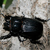 Triceratops Beetle