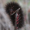 Giant Leopard Moth Caterpillar