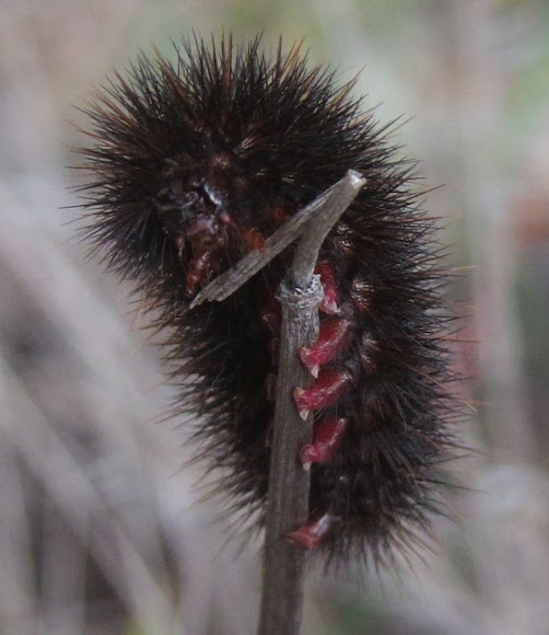 Giant Leopard Moth Caterpillar Project Noah