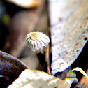 saprotrophic mushroom