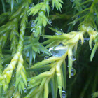 Rain Drops on Evergreen
