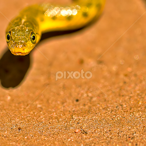 Snake Stare by Balaji Nagarajan - Animals Reptiles