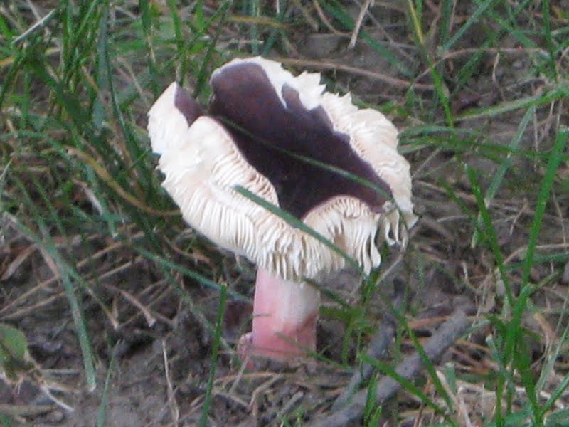 Some kind of Russula