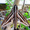 Silver-striped hawk moth