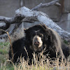 Spectacled bear