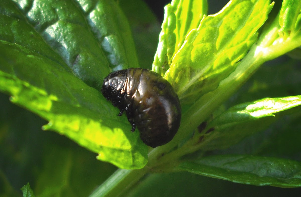 Leaf Beetle larva