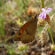 Meadow Brown